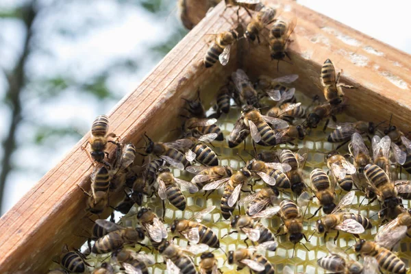 Робочі Бджоли Рамці Огляд Апріорного — стокове фото