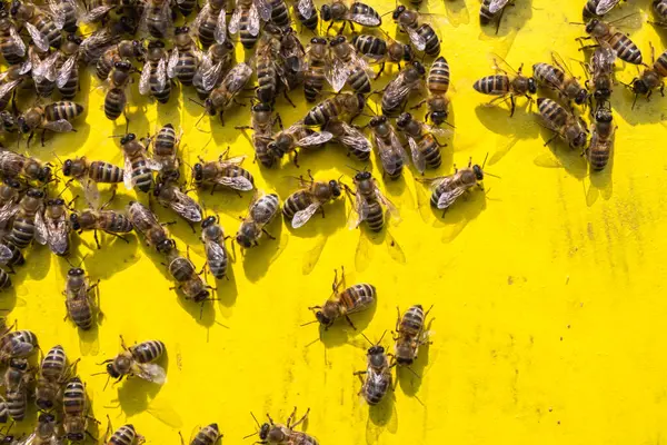 Робочі Бджоли Жовтому Тлі Віль — стокове фото