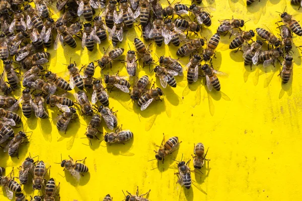 Робочі Бджоли Жовтому Тлі Віль — стокове фото