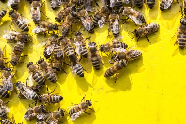Dolgozó Méhek Sárga Háttérrel Hiv — Stock Fotó