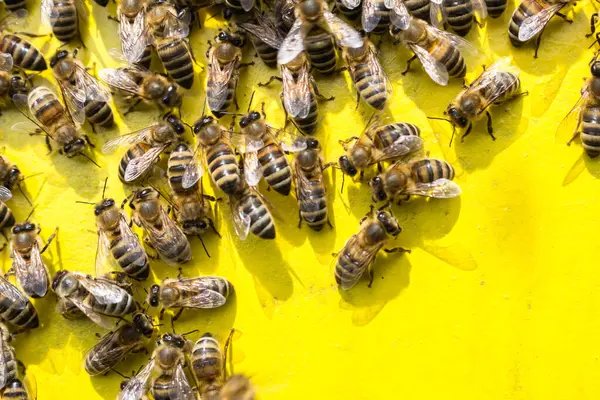 Pszczoły Robotnicze Żółtym Tle Hiv — Zdjęcie stockowe