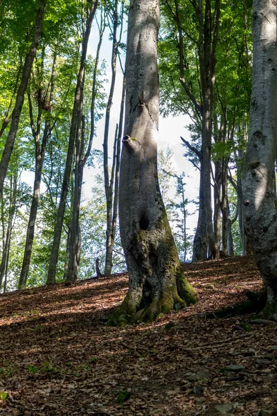 Karpatlar 'daki kayın ormanı, yaz manzarası.