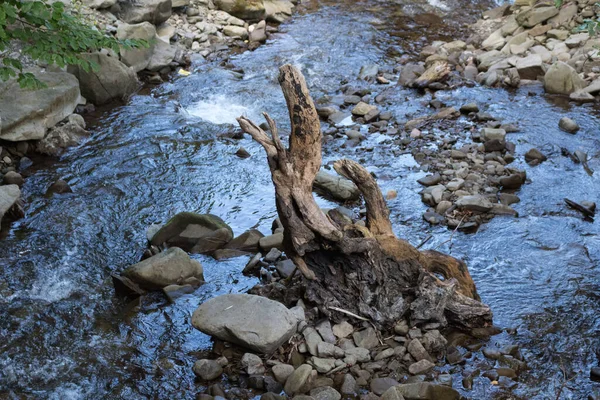 Old Snag Mountain Stream Reflection Sky Wate — Stock Photo, Image