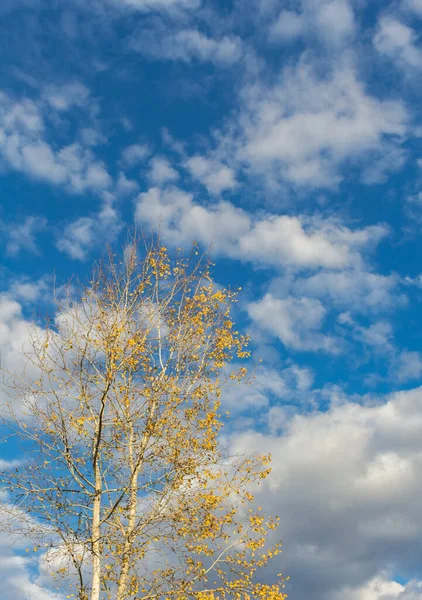 birch against the sky, yellow foliage, autumn time