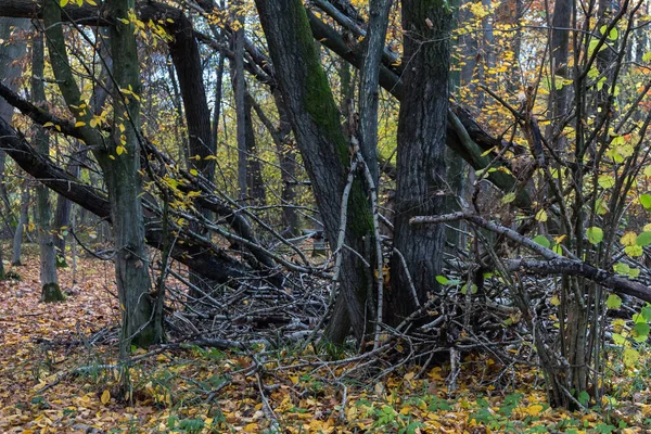 Branches Cassées Des Arbres Dans Forêt Après Stor — Photo