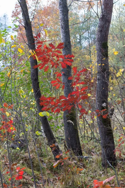 Bosque Finales Otoño Hojas Coloridas Marchitamiento — Foto de Stock