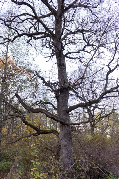 Spätherbst Wald Bunte Blätter Welk — Stockfoto