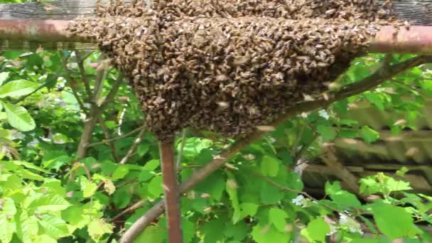 Enjambre Abejas Árbol Jardín Gran Número Insectos — Vídeo de stock