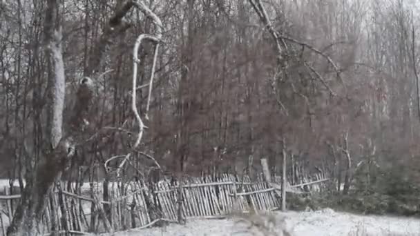 Vento Neve Nel Giardino Inverno — Video Stock
