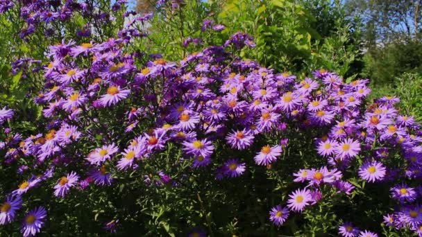 Las Abejas Sobre Los Abejorros Recogen Néctar Sobre Crisantemo Púrpura — Vídeos de Stock