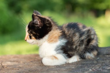 Üç renkli kedi yavrusu, üç aylık.