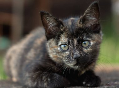 Kahverengi kedicik, üç aylık.