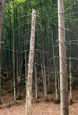 Yazın kozalaklı bir ormanda ladin sandıkları.