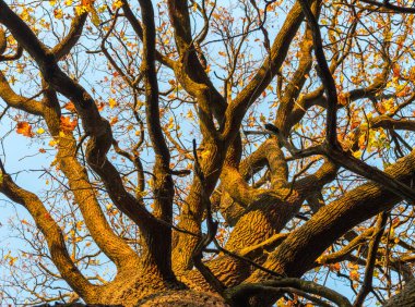 Sonbahar ormanı açık güneşli havada, sarı yapraklı