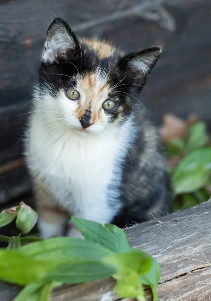 3色の子猫 3か月のオール — ストック写真