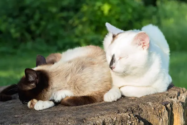 Две Кошки Гуляющие Дворе — стоковое фото