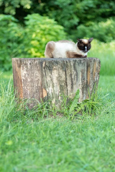 Siamesische Katze Beim Entspannen Hof — Stockfoto