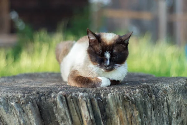 안뜰에서 휴식을 취하면서 Siamese 고양이 — 스톡 사진