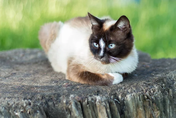 Сіамський Кіт Відпочиваючи Дворі — стокове фото