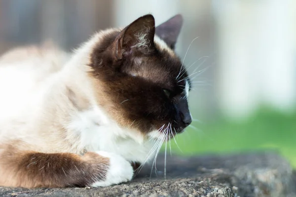 Sziámi Macska Miközben Pihennek Udvaron — Stock Fotó