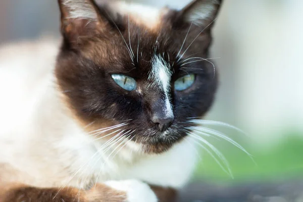 Siamská Kočka Při Odpočinku Nádvoří — Stock fotografie