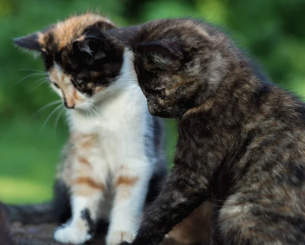 Two Cats Walking Yard — Stock Photo, Image