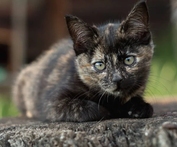 Kucing Cokelat Tiga Bulan Tua Close — Stok Foto