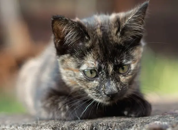 Brown Kitten Three Months Old Close — Stock Photo, Image