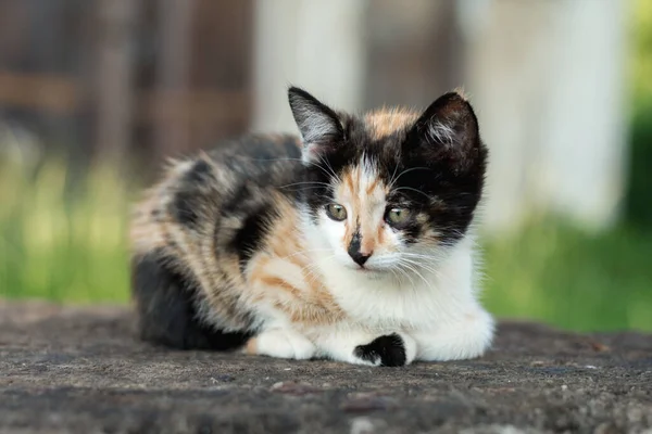 Chaton Trois Couleurs Trois Mois — Photo