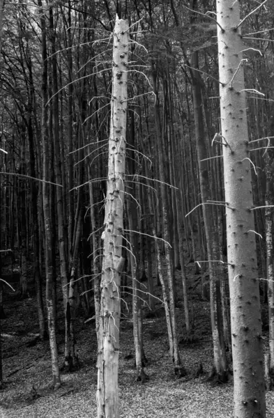 Pnie Świerkowe Lesie Iglastym Latem — Zdjęcie stockowe