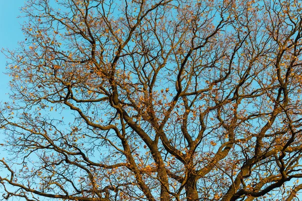 秋天的森林 阳光明媚 黄叶分明 — 图库照片