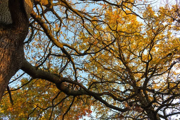 Herbstwald Bei Klarem Sonnigem Wetter Gelbes Laub — Stockfoto