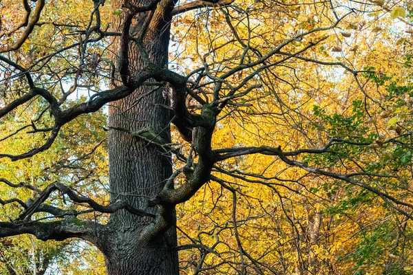 秋天的森林 阳光明媚 黄叶分明 — 图库照片