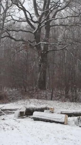 Снегопад Фоне Леса Дрова Заднем Дворе — стоковое видео