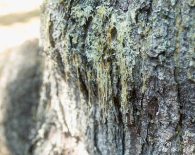 Karpatya lahanasının gövdesinde reçine var.