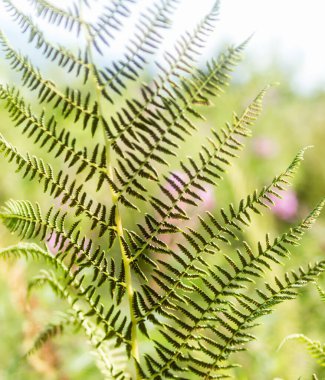 Eğreltiotu yaprağı yakın çekim, yaz Karpat çayırı