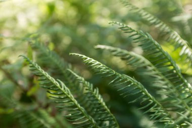 eğreltiotu yakın çekim, koyu yeşil küçük izin