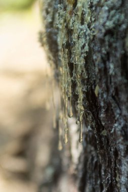 Karpatya lahanasının gövdesinde reçine var.