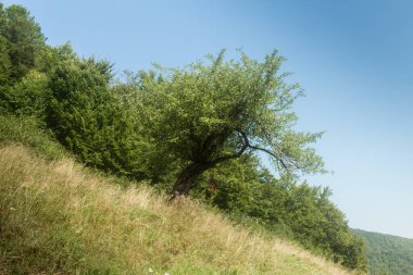 Karpat Dağları 'ndaki bir açıklıkta eski bir elma ağacı, Borzhava çayırı.