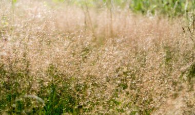 Karpatlar 'ın yamaçlarında yabani otlaklar.