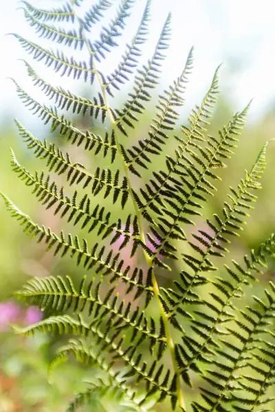Fern Leaf Close Summer Carpathian Meadow — Stock Photo, Image