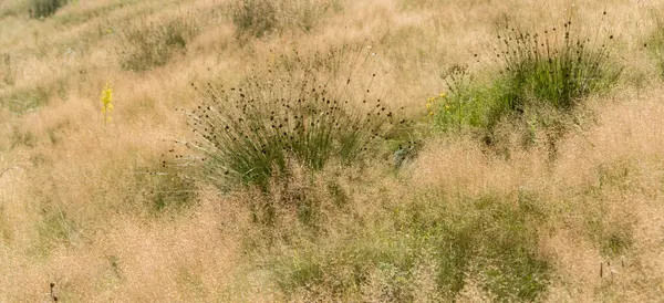 カルパチア人の斜面に野生の草の影 — ストック写真
