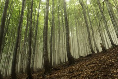 Kayın ormanlarında sis, Ukrayna Karpatya 'sında yaz zamanı