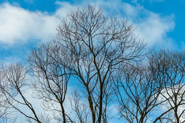 没有叶子的树在天空中带着云彩 — 图库照片