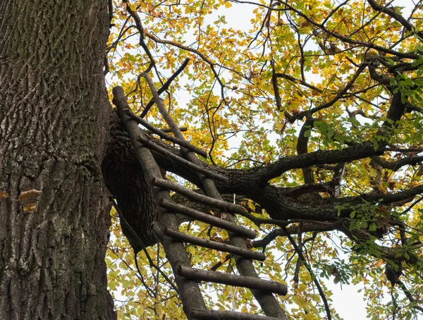 古いオークの木の上の木の梯子 秋のソーサ — ストック写真