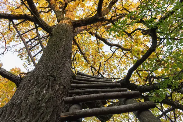 老橡树上的木梯子 秋天的季节 — 图库照片