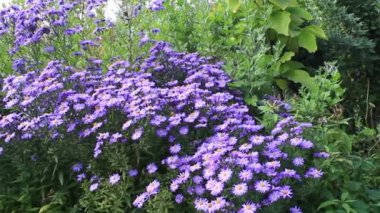 sonbahar çiçek tarhında mor kasımpatılar