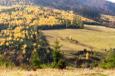 Karpatlar 'da sonbahar sonları, dağlık bölgede güneşli bir gün, karışık bir orman.