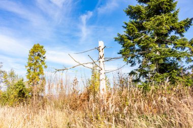 Karpatlar 'da sonbahar sonları, dağlık bölgede güneşli bir gün, karışık bir orman.