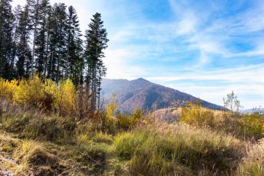 Karpatlar 'da sonbahar sonları, dağlık bölgede güneşli bir gün, karışık bir orman.